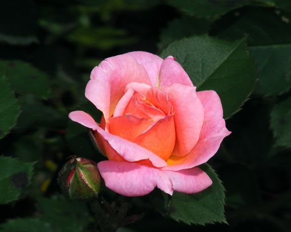 Pinocchio photo pin2013_06110010_zps1984082c.jpg